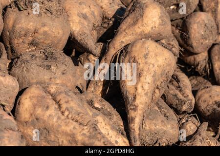 Stapel von geernteten Zuckerrübenwurzelpflanzen auf dem Feld, Beta vulgaris ist auch als gemeinsame Rübe bekannt Stockfoto