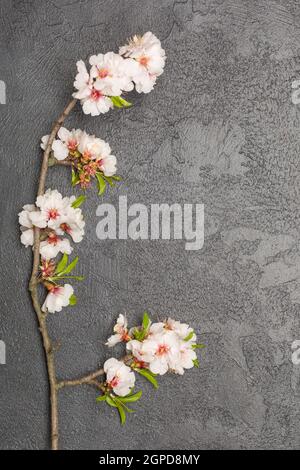 Grußkarte Internationaler Muttertag. Zweig der Kirschblüten auf dunklem Betongrund. Platz für Text. Weichfokus Stockfoto