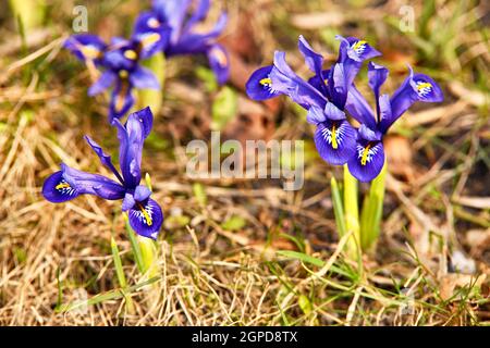 Frühling erste Krokusblüten blühen im Garten. Lila pulsatilla Blüten schließen Blüte. Schneeglöckchen oder Traumgras erscheinen nach dem Schmelzen des Schnees Stockfoto