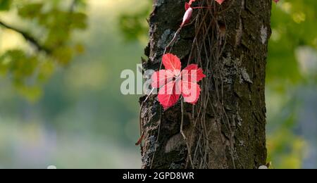 Nahaufnahme der Herbstblätter im Wald Stockfoto