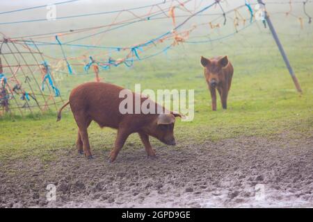 Iberische Schweine weiden unter der Landschaft in Spanien Stockfoto