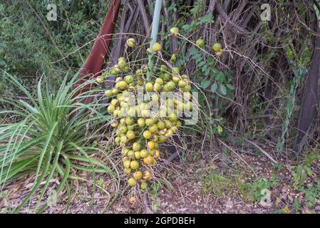 Bündel mit Früchten der Jerivá-Palme (Syagrus romanzoffiana) Stockfoto