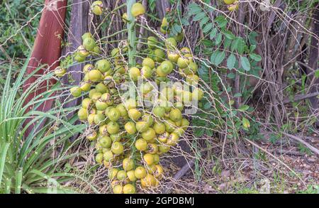 Bündel mit Früchten der Jerivá-Palme (Syagrus romanzoffiana) Stockfoto