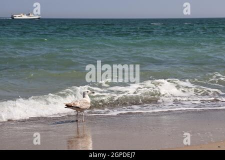 Elfenbeinmöwe steht im Schwarzen Meer in Odessa bei sonnigem Wetter. Stockfoto