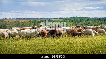 Eine Herde Schafe grast auf einer Bauernwiese. Sommertag. Landwirtschaft und Tierhaltung. Das Schaf frisst Gras auf einem Selbstlauf. Stockfoto