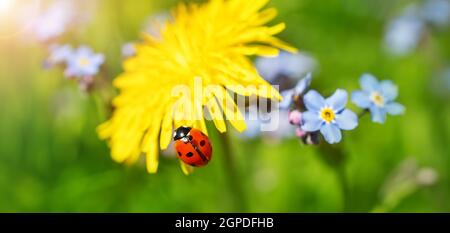 Im Sommer blüht der Dandelion mit Marienkäfer darauf. Schönheit in der Natur. Stockfoto