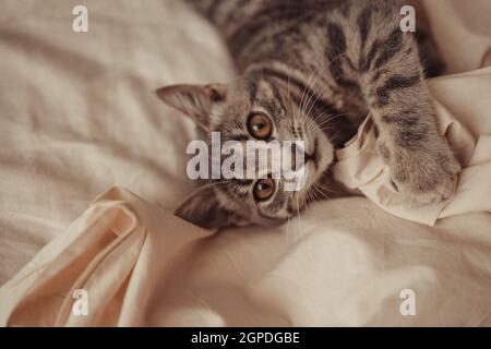 Nahaufnahme von niedlichen tabby grau gestreiften Katze mit braunen Augen entspannt auf einem beigen Bett Hintergrund in einem Bett zu Hause. Haustierkonzept Stockfoto