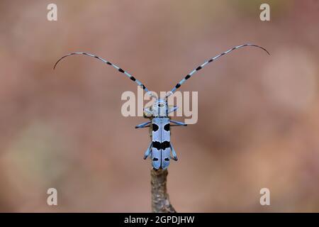 Alpiner Langhornkäfer, rosalia alpina, sitzend auf Ast im Frühjahr. Blauer Käfer mit schwarzen Flecken, die im Frühling auf dem Bough ruhen. Draufsicht auf seltene Farbgebung Stockfoto