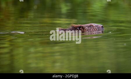 Eurasischer Biber, Rizinusfaser, Schwimmen im Fluss im Sommer Natur. Wildes Wassertier, das im Sommer aus dem Wasser guckt. Braunes Nagetier, das im Wasser tauchte Stockfoto