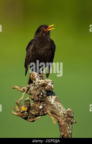 Amsel, turdus merula, männlicher Gesang auf Zweig im Frühling Natur. Vertikale Komposition von dunklem Vogel mit offenem gelben Schnabel auf Sitzgelegenheit Stockfoto