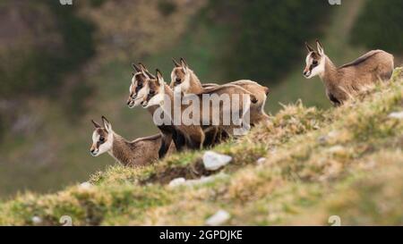 Kleine tatra-Gämse, rupicapra rupicapra tatrica, stehend auf Wiese in Bergen im Frühjahr. Junge Wildziegen blicken vom Horizont. Herde von Youn Stockfoto