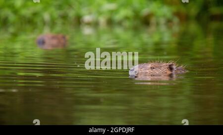 Eurasischer Biber, Rizinusfaser, schwimmend im Wasser in einer sommerlichen Natur. Braunes Nagetier, das in grüner Umgebung aus dem Fluss guckt. Wildwasser-mamm Stockfoto