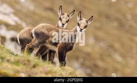 Zwei tara-Gämsen, rupicapra rupicapra tatrica, Kinder, die im Frühjahr auf der Wiese zur Kamera schauen. Kleine Wildziegen stehen in Bergen mit Kopieplatz Stockfoto