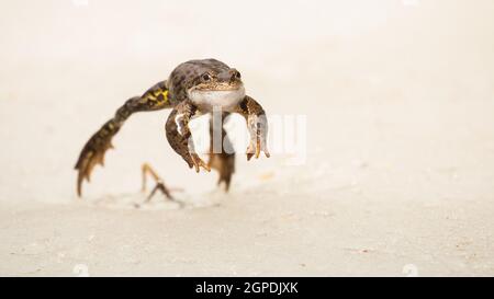 Gewöhnlicher Frosch, rana temporaria, der während des Frühjahrszuges auf Schnee vorwärts springt. Nahaufnahme einer einsamen Amphibie, die mit Copy sp Stockfoto