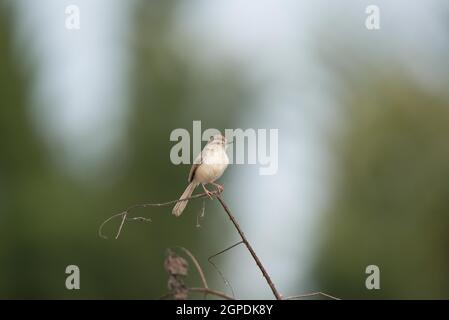 Wildtiere, Vögel, Säugetiere, Insekten, Kunst, Architektur, Makro, Landschaft Stockfoto