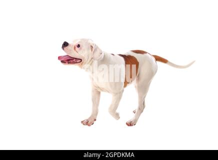 Süße American Bulldog isoliert auf weißem Hintergrund Stockfoto