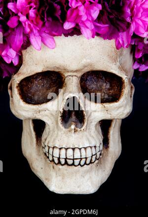 Totenkopf mit einem Kranz aus rosa Blume isoliert auf schwarzem Hintergrund Stockfoto