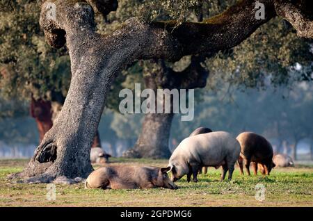 Iberische Schweine weiden unter den Eichen im Bereich der Extremadura Stockfoto