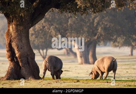 Iberische Schweine weiden unter den Eichen im Bereich der Extremadura Stockfoto