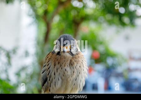 Schöne Profil eines Kestrel in der Natur mit einem natürlichen Hintergrund Stockfoto