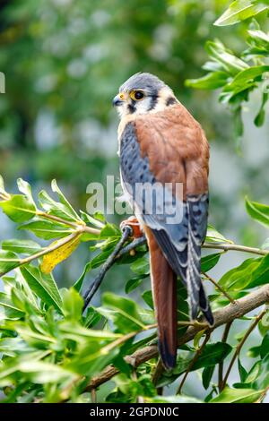 Schöne Profil eines Kestrel in der Natur mit einem natürlichen Hintergrund Stockfoto