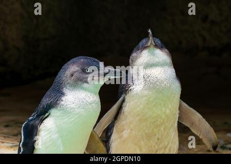 Pinguine im Wildpark in Perth, Australien. Stockfoto