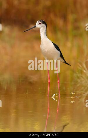 Stelzenläufer in einem Teich auf der Suche nach Nahrung in Spanien Stockfoto