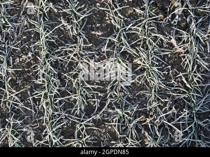 Bereich der Winterweizen. Raureif auf Laub Sprossen von Weizen. Stockfoto