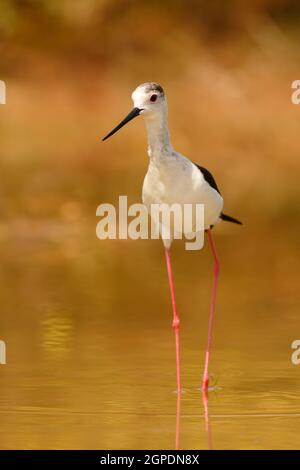 Stelzenläufer in einem Teich auf der Suche nach Nahrung in Spanien Stockfoto