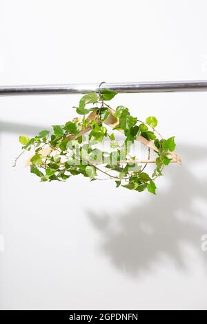 Kleiderbügel mit grünen Pflanzen, die an einer weißen Wand hängen. Stockfoto