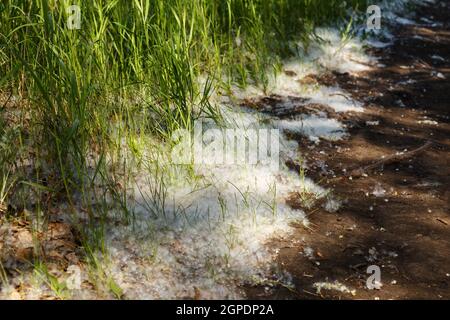 Gras- und Pappelflaum. Das grüne Gras ist mit weißen Pappelflocken bedeckt. Schnee im Sommer. Stockfoto