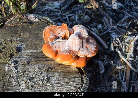 Orange die Pilze auf ein Stub. Neues Leben auf abgestorbenem Holz. Stockfoto