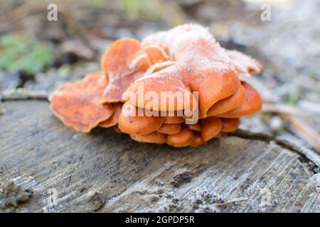 Orange die Pilze auf ein Stub. Neues Leben auf abgestorbenem Holz. Stockfoto