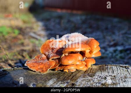 Orange die Pilze auf ein Stub. Neues Leben auf abgestorbenem Holz. Stockfoto