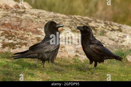 Paar schwarze Krähen. Rana ridibunda Stockfoto