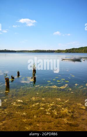 Stilles Wasser des Lipie-Sees im Sommer, Strzelce Krajenskie, Polen. Stockfoto