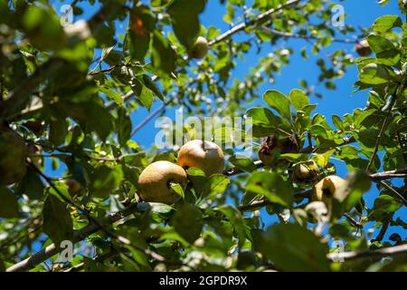Golden Russet Äpfel auf üppig grünen Baumzweigen mit blauem Himmel Stockfoto