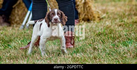 Portrait eines englischen Springer Spaniel Welpen mit verschwommenem Hintergrund Stockfoto