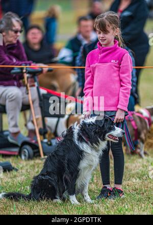 Ein Border Collie-Hund in einem Schauring bei einer Country Show mit einer jungen Dame, einem Mädchen und einem Handler Stockfoto