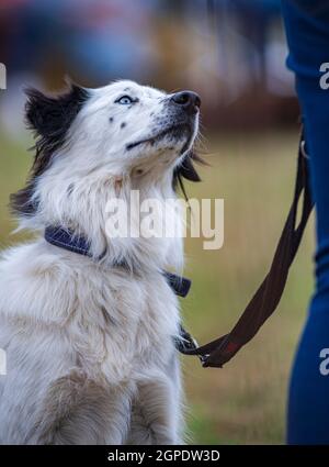 Porträt eines Border Collie Hundes mit verschwommenem Hintergrund Stockfoto