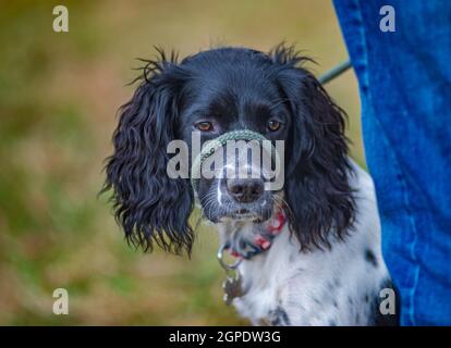 Porträt eines englischen Springer Spaniel Hundes mit verschwommenem Hintergrund Stockfoto