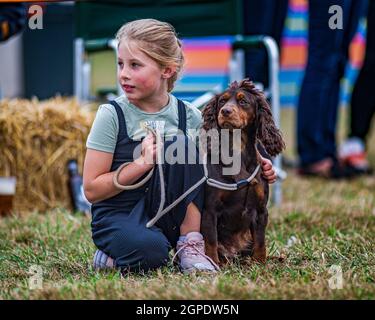 Ein Cocker Spaniel Hund in einem Schauring auf einer Country Show mit einer jungen Dame, einem Mädchen und einem Handler Stockfoto