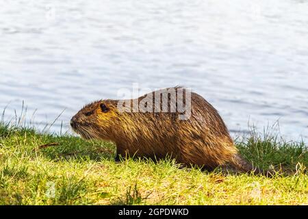 Nutria am Flussufer, Wasser im Hintergrund Stockfoto