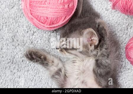 Graues Kätzchen schläft, spreizt seine Beine auf einem Teppich mit Garnkugeln von oben. Stockfoto