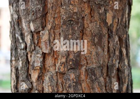 Rinde von Pine Tree schließen sich für Hintergrund Stockfoto