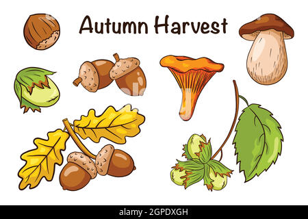 Herbst Ernte Elemente Set. Eichenblätter, Eicheln, Haselnüsse, Pilze. Sammlung von Wald dekorative Elemente für Druck, Aufkleber, Einladung und Grußkarten Design und Dekoration. Premium Vector Stock Vektor