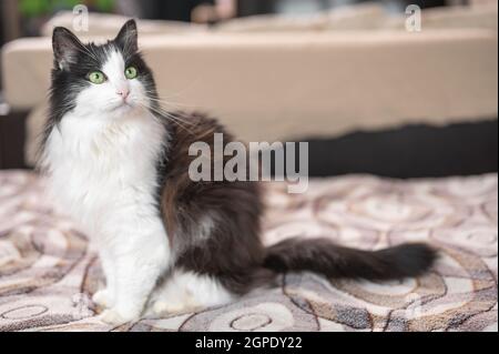 Felix-Katze. Hauskatze schwarz-weiße Farbe felix zu Hause in einer Wohnung in einem vertrauten Lebensraum, drinnen. Black and White Cat sitzt auf dem Sofa Stockfoto