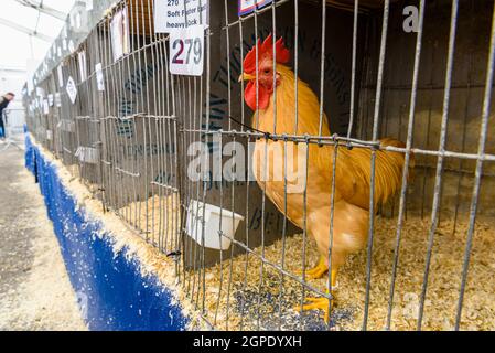 Hühner in Käfigen, die im Geflügelbereich der Balmoral Show, Lisburn, Nordirland, Großbritannien, ausgestellt werden Stockfoto