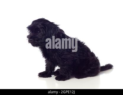 Schöne schwarze Pekinese Hund isoliert auf weißem Hintergrund Stockfoto