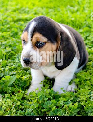 Wunderschöne Beagle Welpen Braun und Schwarz auf dem grünen Rasen Stockfoto